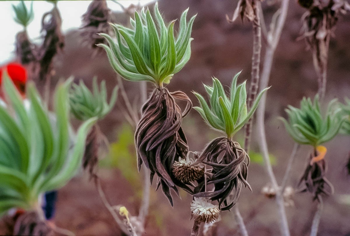 Galapagos Scalesia Sanctuary Reforestation Program - Hermes Galapagos Mega Catamaran 
