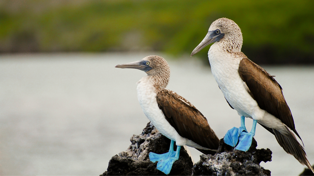 Best Time to Visit the Galapagos: Discovering the Ideal Travel Season