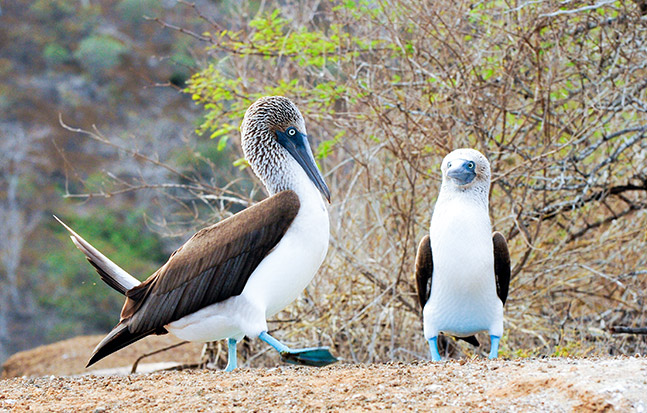 Blue-footed boobies performing a mating dance on a rocky shore during the Galapagos summer.