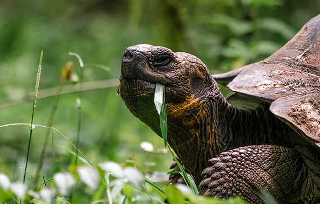 A giant Galapagos tortoise grazing in the lush green highlands during the sunny summer season.