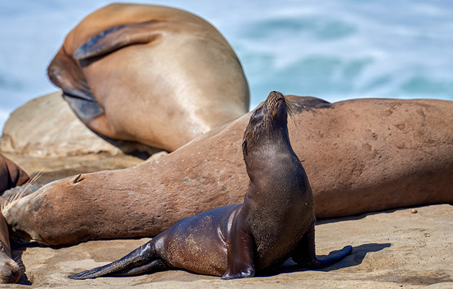 Close-up of adorable newborn sea lion pups resting on a sandy beach.