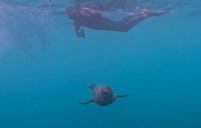 A traveler snorkeling alongside a playful Galapagos sea lion in clear turquoise summer waters.