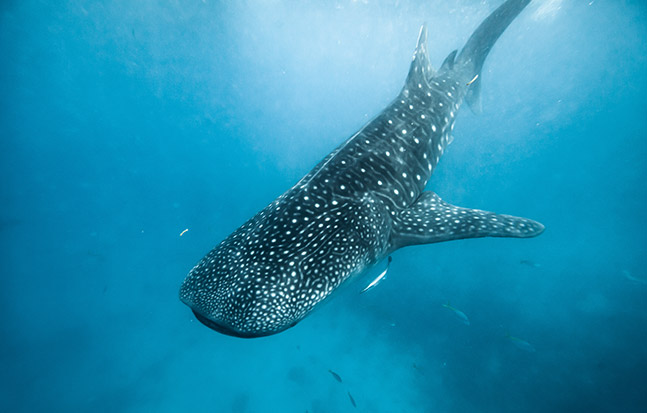 A majestic whale shark gliding through the deep blue waters of the Galapagos islands.