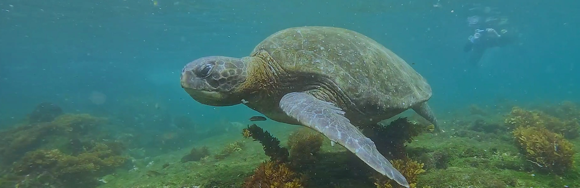 Why Visit the Galapagos Islands from June to August | Summer Travel Guide