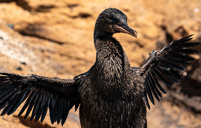 Close-up of a Flightless Cormorant seen during the best Galapagos cruise itineraries.