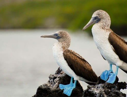 Best Time to Visit the Galapagos: Discovering the Ideal Travel Season