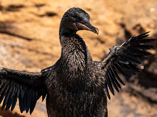 best time visit galapagos islands Flightless Cormorant