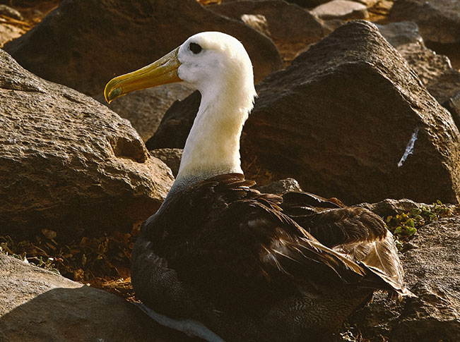 best time visit galapagos islands albatros