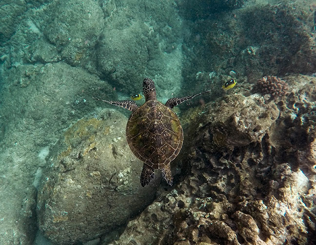 best time visit galapagos islands cool season sea turtle