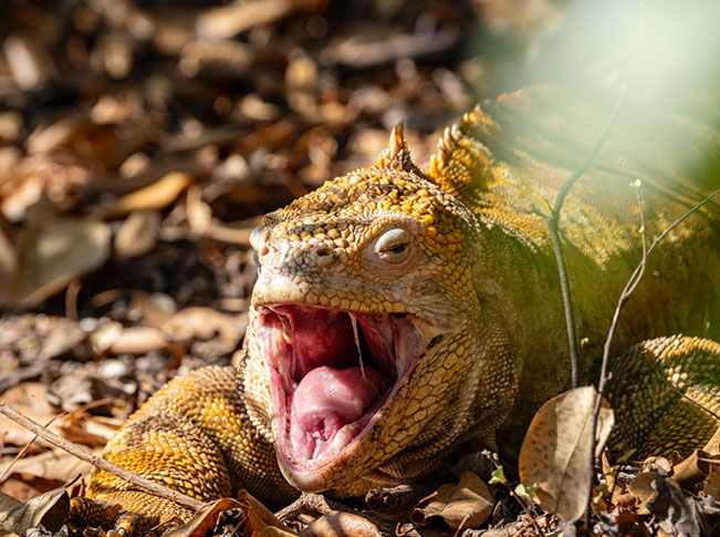 best time visit galapagos islands land iguana