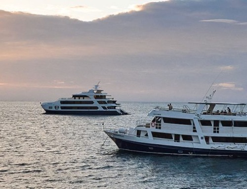 The Ultimate Guide to the Best Time to Visit Galapagos