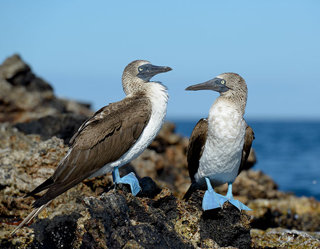 best time visit galapagos islands warm season Blue Footed Boobies