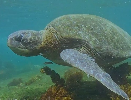 Why Visit the Galapagos Islands from June to August | Summer Travel Guide